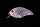 O.S.P. TINY BLITZ / 4.6cm