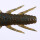 O.S.P. DoLive Craw 3" / ca.7.6cm