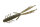 O.S.P. DoLive Shrimp 3" / ca.7.6cm