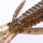 O.S.P. DoLive Shrimp 3" / ca.7.6cm