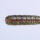 JACKALL AMMONITE SHAD 3.0" / ca.7.62cm