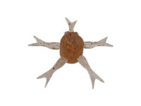 JACKALL Jinny Henge 42 / 4.2cm DELICIOUS SHRIMP