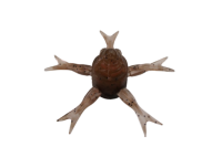 JACKALL Jinny Henge 42 / 4.2cm GASAGASA TENAGAEBI