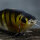 SPRO KGB SERIES CHAD SHAD 180 / 18cm