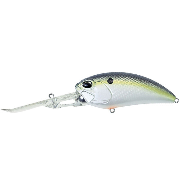 American Shad