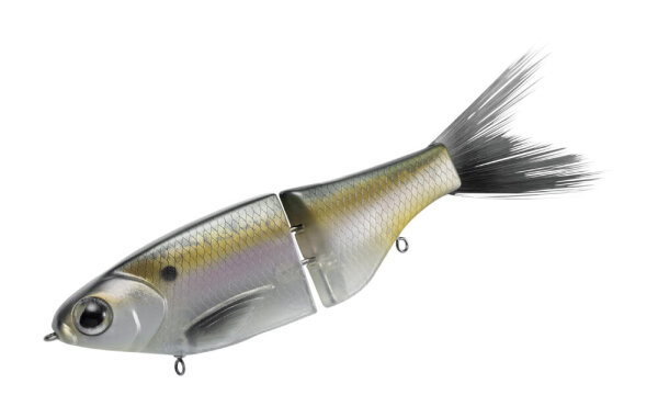 Gizzard Shad