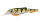 Perch