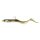 Conger