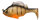 PERCH