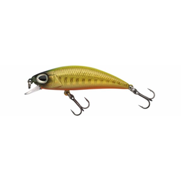 Yellow Back Minnow