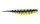 Black Lime