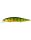 Gold Perch