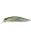 Ghost Minnow