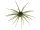 #102 Water Melon Seed
