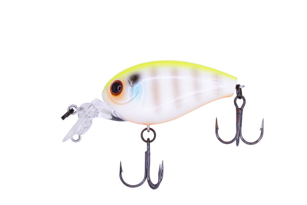 #79 Chartback Gill