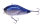 #41 Tamaranbai Blue