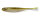 GREEN PUMPKIN SHAD