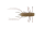 GASAGASA SUZIEBI