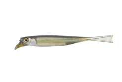 SWEET FISH