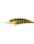 Gold Perch