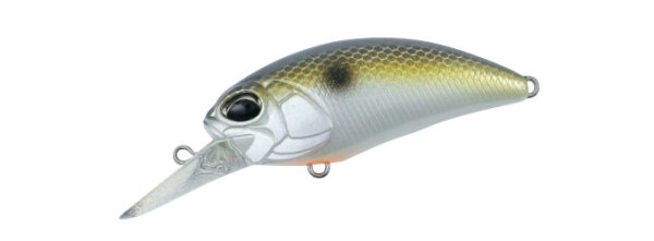 American Shad