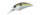 American Shad