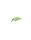 Citrus Shad