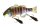 HL BLUEGILL