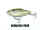 Hologram Shad #7