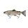Clear Rainbow Trout