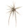 #243 Tamaranbai-Dark-Shrimp