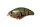 Z37 Green Craw