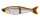 Aurora Shad