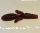 #2 Pumpkin Bug