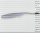 #29 Electric Shad