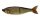 EO CARP