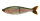 EO TROUT