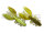 #52 GREEN PUMPKIN CHARTREUSE