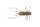 GASAGASA TENAGAEBI