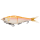 Albino Trout