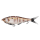 Bream
