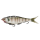 Perch