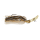 Gold Shad