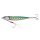 Blue Sardine
