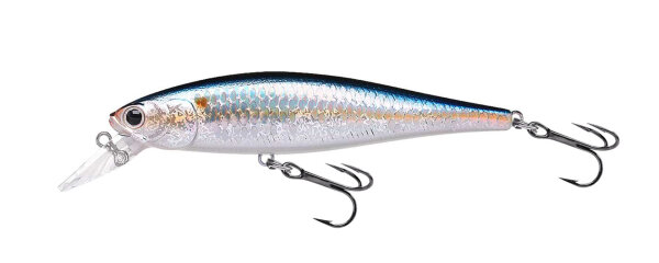 MS American Shad