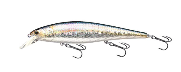 MS American Shad