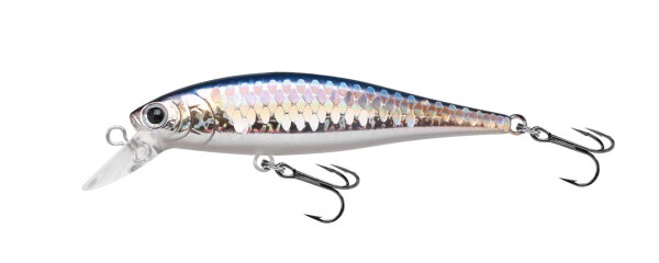 MS American Shad