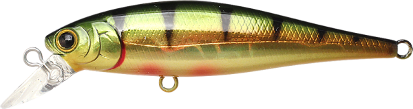 Aurora Gold Northern Perch