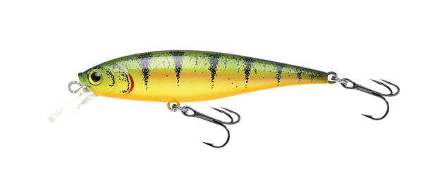 Northern Yellow Perch