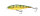 Northern Yellow Perch